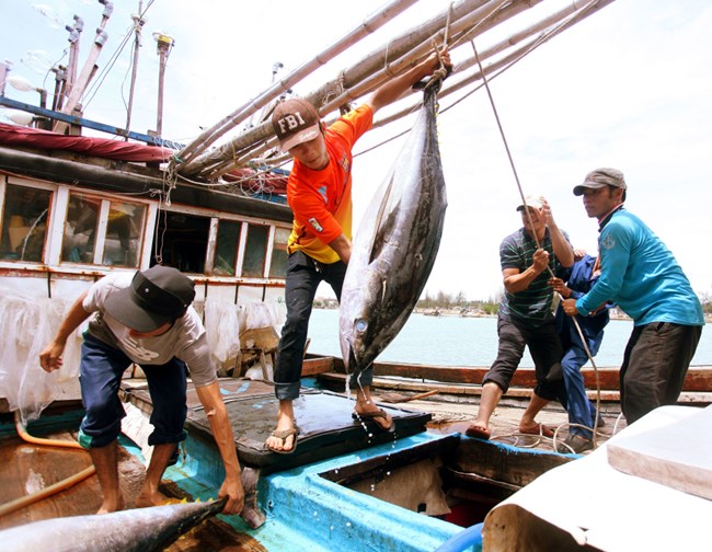 Trong 2 ngày mùng 2 và mùng 3 Tết, ngư dân làng biển xã Bình Hải, huyện Bình Sơn, Quảng Ngãi, trúng lộc biển ngày đầu xuân. (Thời sự đêm 30/01/2017)